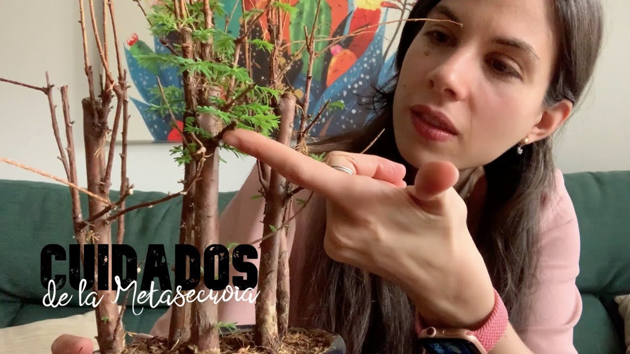 Cuidados de la Metasecuoia, uno de los bonsais más fáciles de cuidar que he tenido | Infojardineria