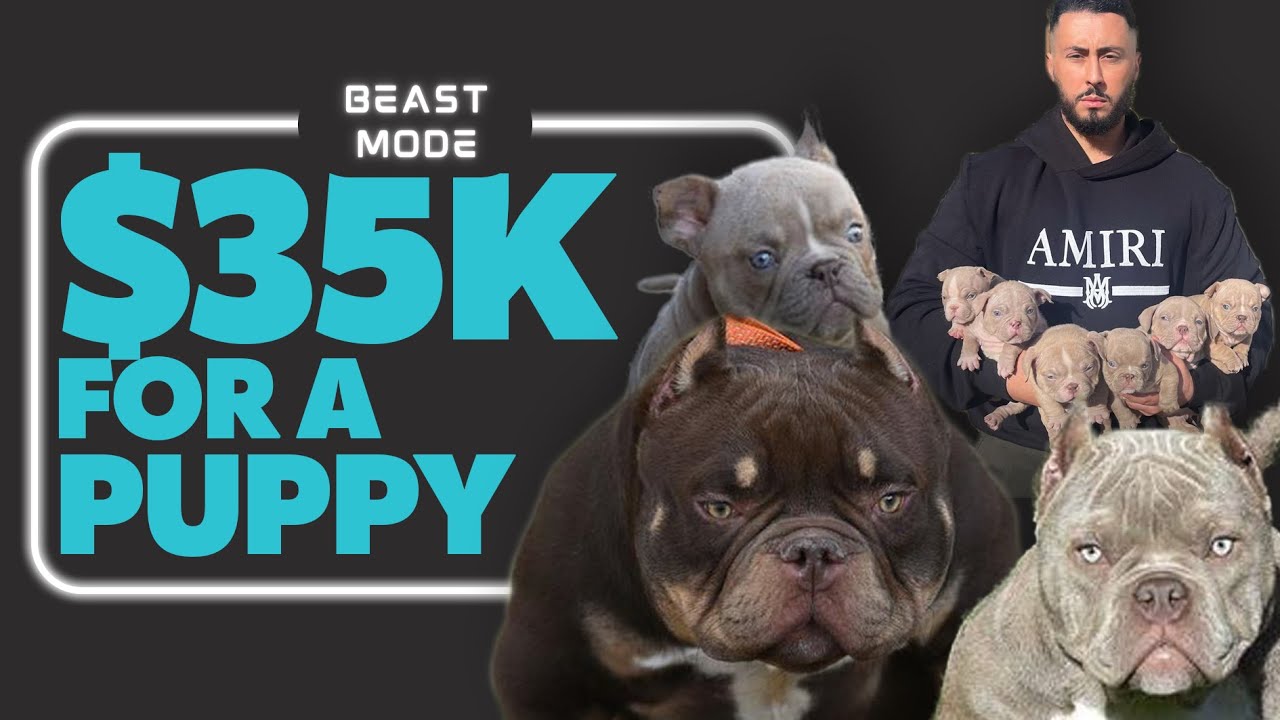 35 000 долларов за собаку! Почему микро-булли такие дорогие?