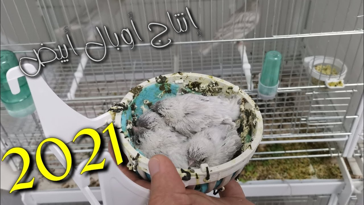 إنتاج كناري أوبال أبيض (كواليس موسم إنتاج 2021) 😲😲
