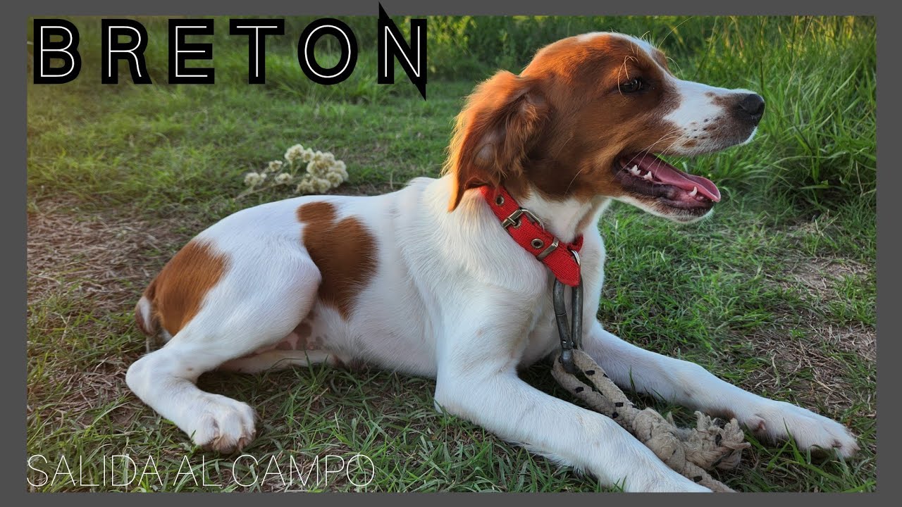 BRETON.!! iniciando entrenamiento de cero.!! perros de caza..