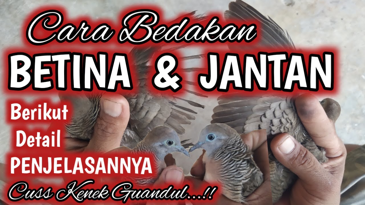 PEMULA WAJIB TAU.! INI PERBEDAAN PERKUTUT JANTAN DAN BETINA PALING AKURAT, BERIKUT CIRI CIRINYA