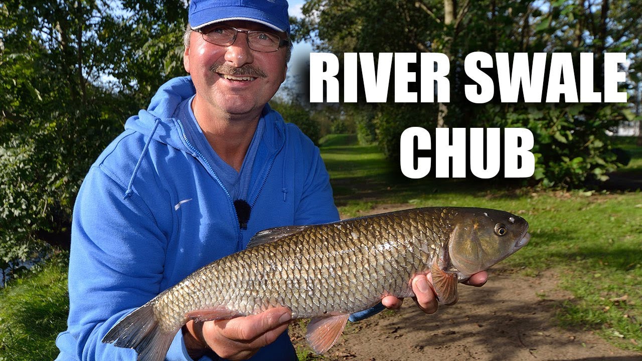 Chub Fishing On The River Swale