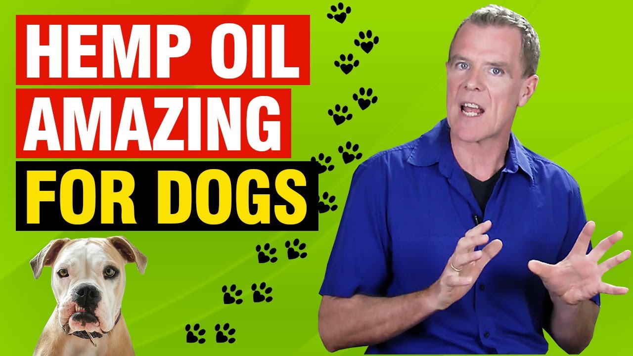 Hemp Oil For Dogs 5 Benefits & Dose [Skin, Joints, Diet, Cancer]