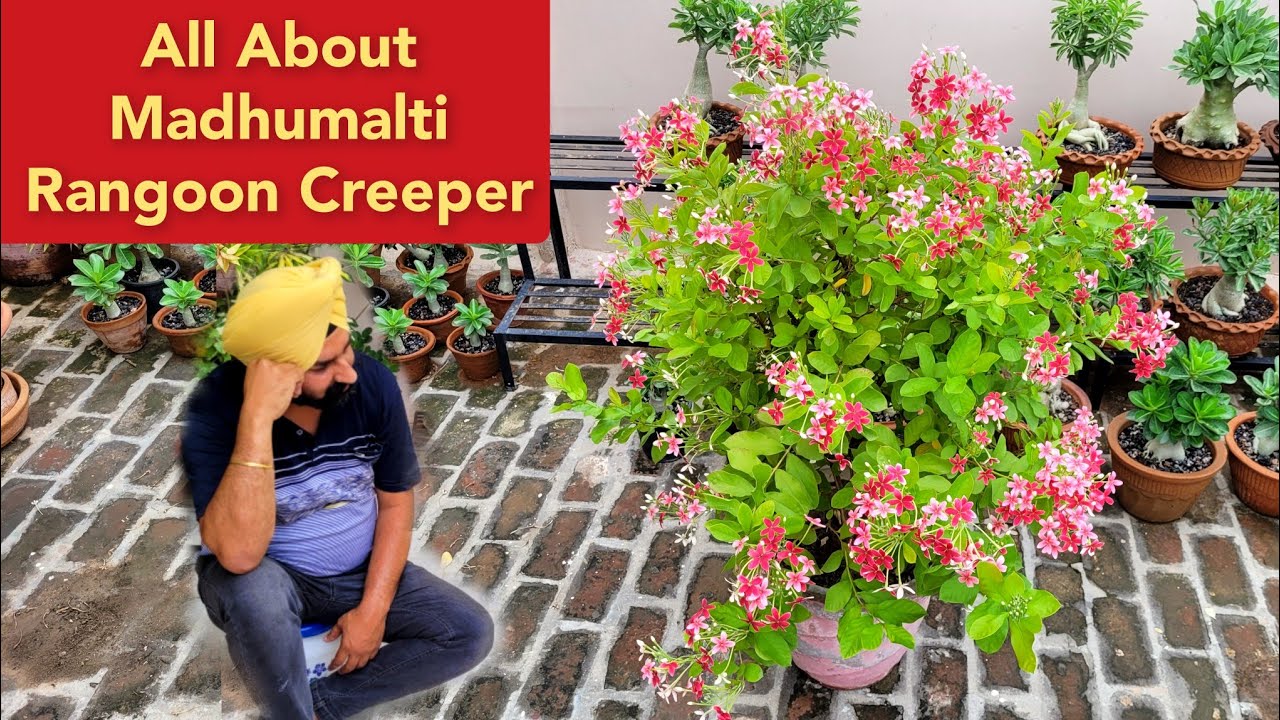 Madhumalti Rangoon Creeper Jhumka Bel / Permanent Flower Plants 😱