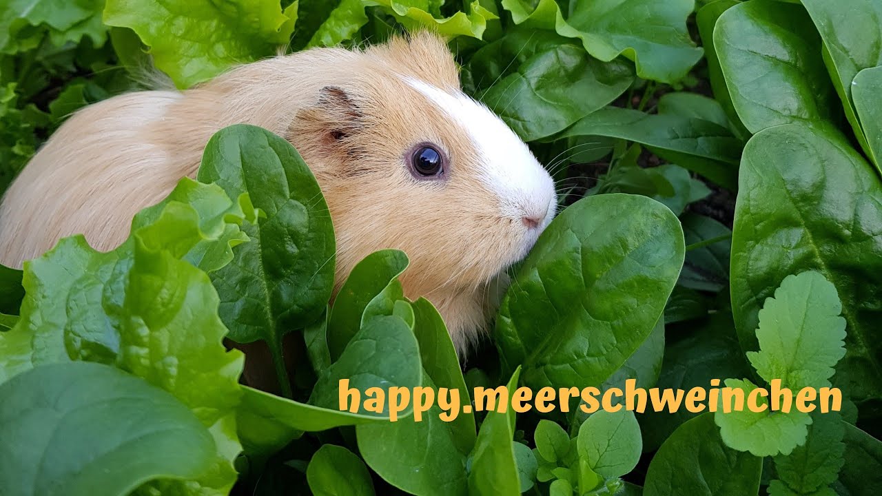 Unsere Schweinebande