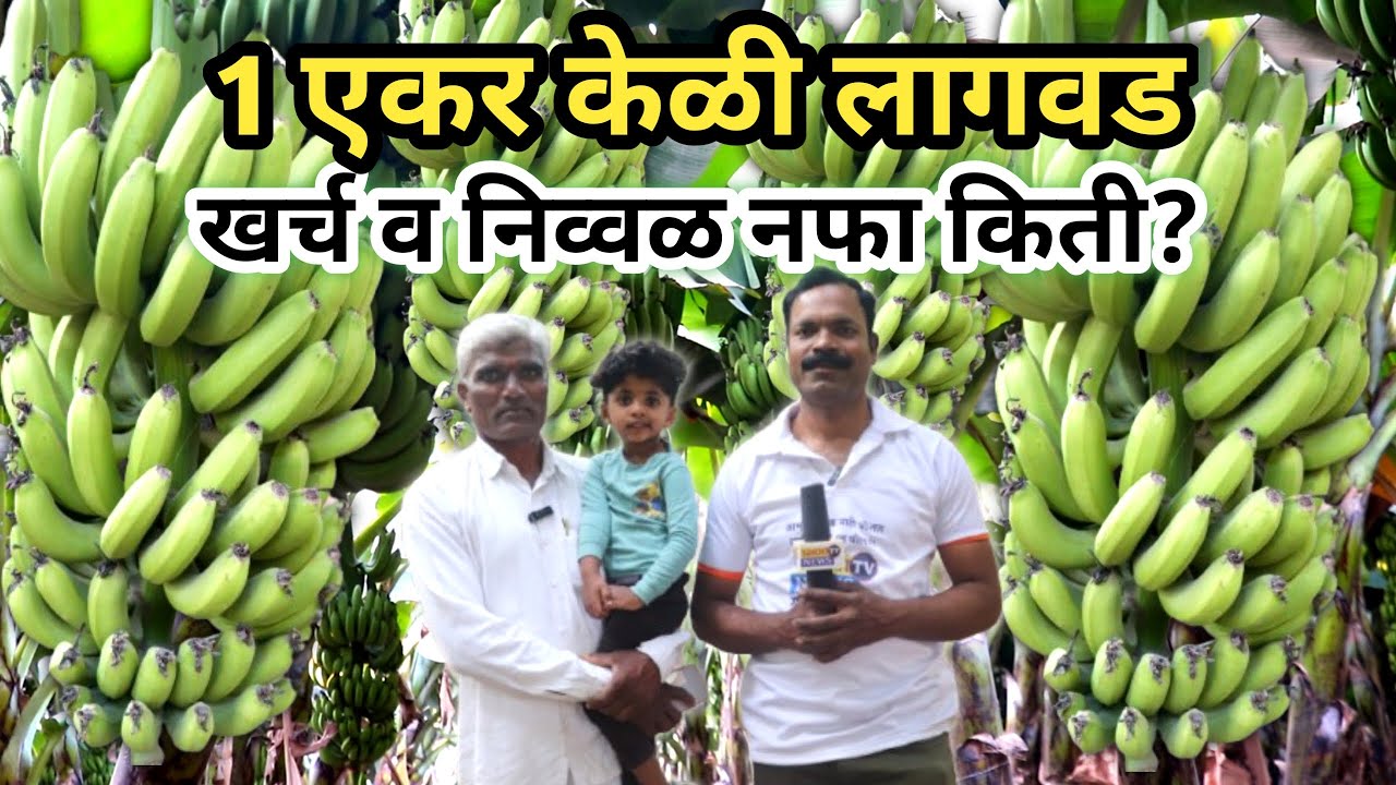 १ एकर केळी खर्च आणि नफा | केळी लागवड कशी करावी | केळी खत व्यवस्थापन