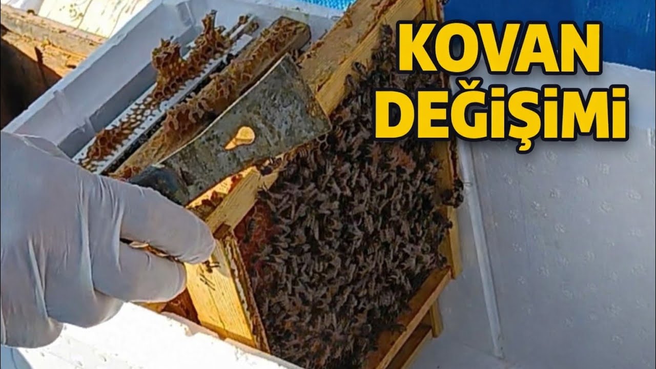 İlk kovan aktarımı 03.03.2026