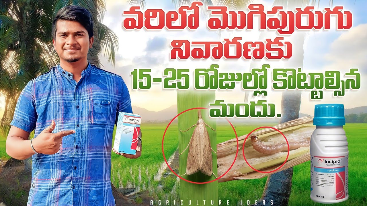 వరిలో మొగి పురుగు నివారణ | Paddy Stem Borer Control | Incipio Insecticide | Shiva Agri Clinic