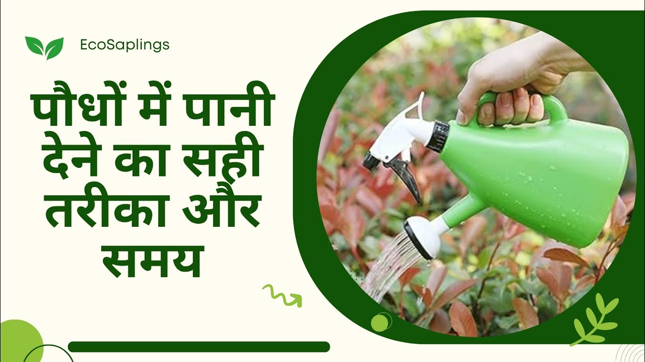पौधों में पानी देने का सही तरीका और समय | Best Time & Way to Water Plants |Right Time to Water Plant