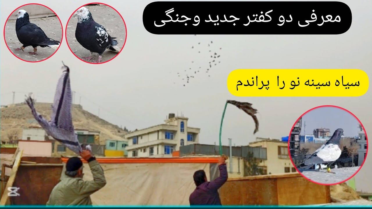 معرفی دو کفتر جدید و جنگی  ، سیاه سینه دم رنگه را پراندم ، شوق جالب با حاجی صاحب و صفی جان❤شوق شاهی❤