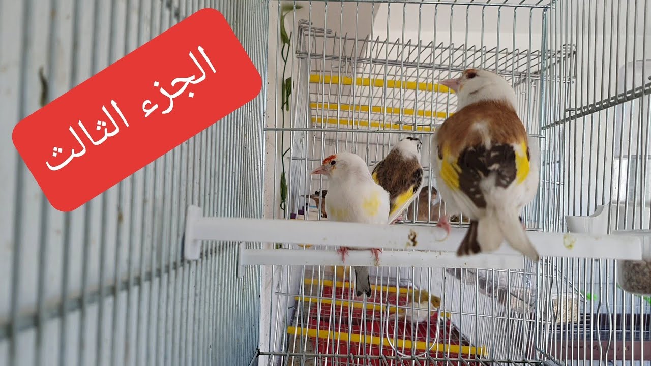 ماذا نقدم لطيورنا في مرحلة غيار الريش الجزء 3