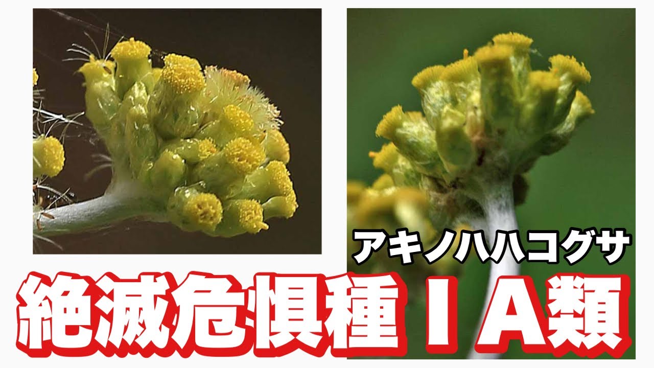 【秋吉台に咲く珍しいお花】アキノハハコグサ　#秋吉台　#山口県　#絶滅危惧種　#珍しい