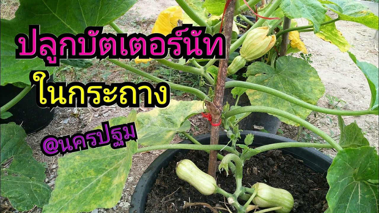 ปลูกบัตเตอร์นัทในกระถาง