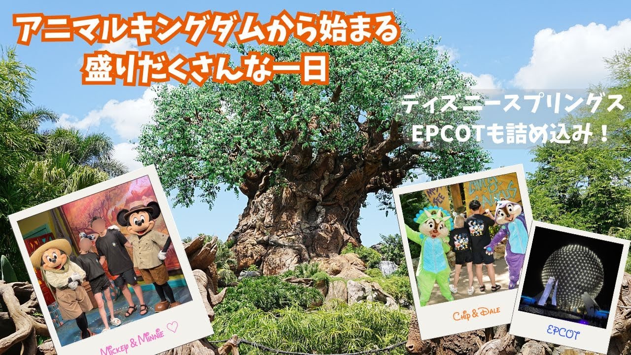 【WDW#3】アニマルキングダムで自然を満喫🌿✨ディズニースプリングスでショッピングからの夜はEPCOTでディナー🍷💫