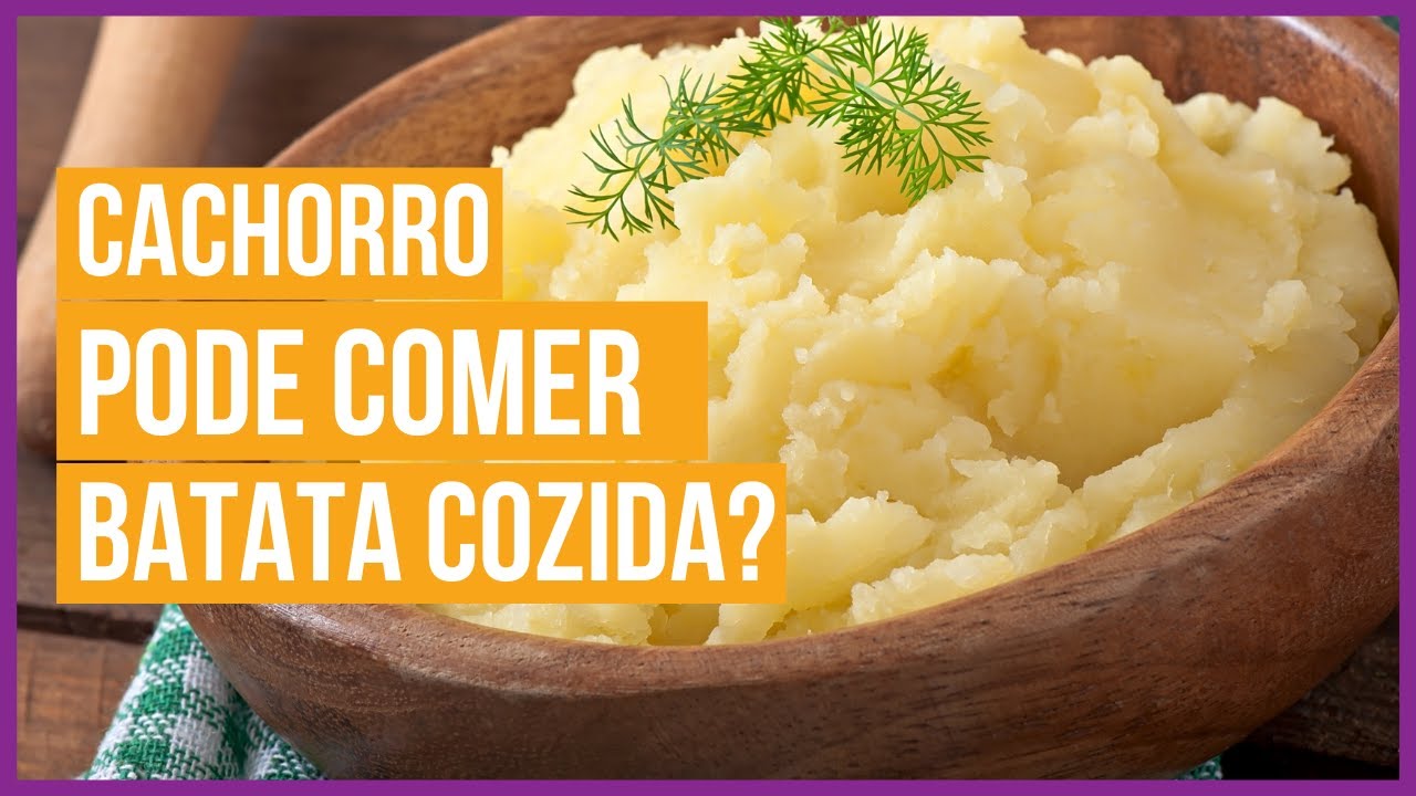 Cachorro pode comer batata cozida? | Cão pode comer batata? | Cachorro come batata?