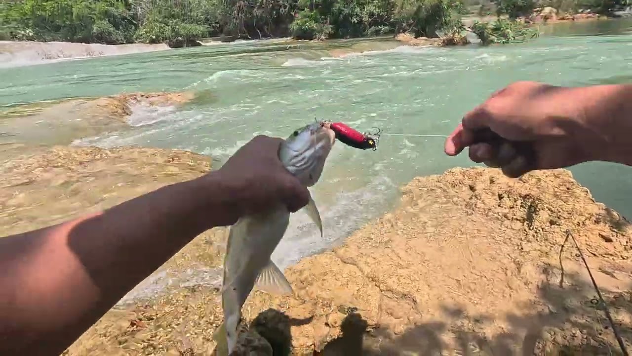 Mahseer. ပႃမုင်း။
