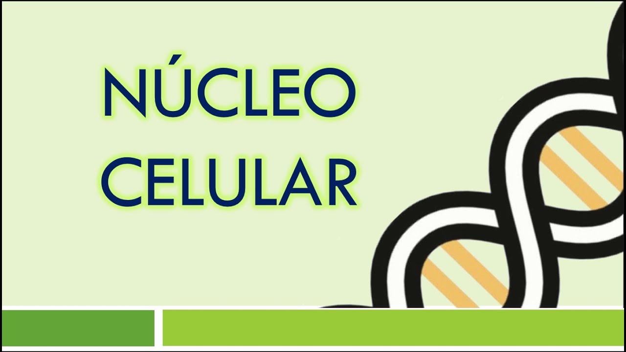 C&Eacute;LULA: N&uacute;cleo Celular | Estructura y Funci&oacute;n