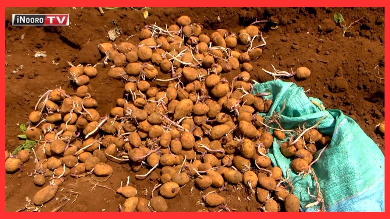 Ũrĩmi wa waru Kibirichia, Meru #MũgamboWaMũrĩmi part 1