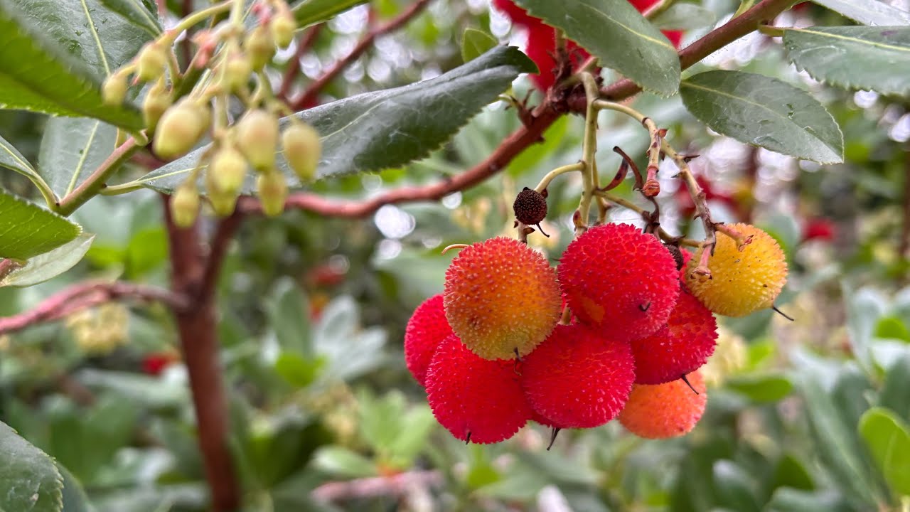 The Strawberry Tree- Arbutus unedo