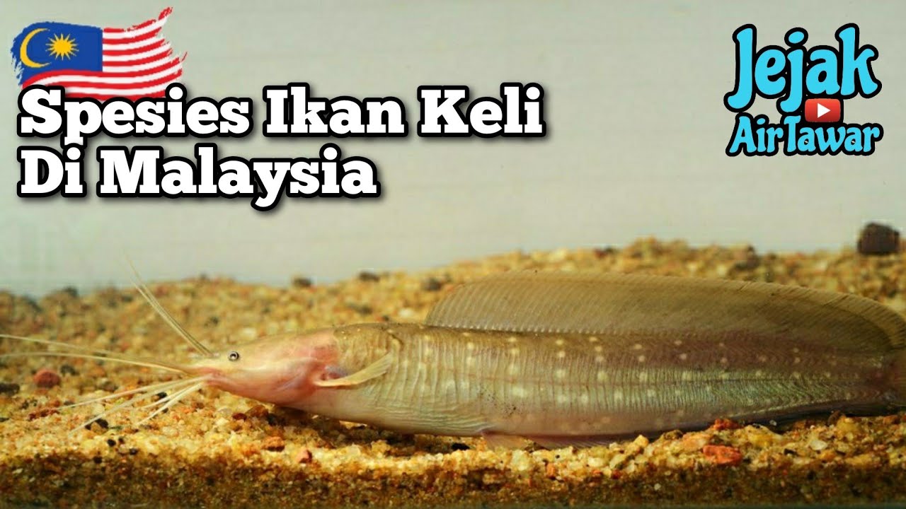Spesies ikan keli yang ada di Malaysia