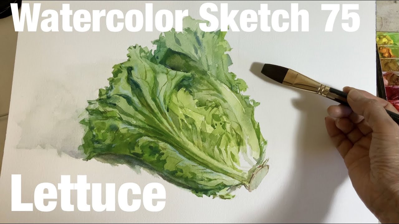 Watercolor Sketch 75 / Lettuce 　水彩スケッチ75 / レタス