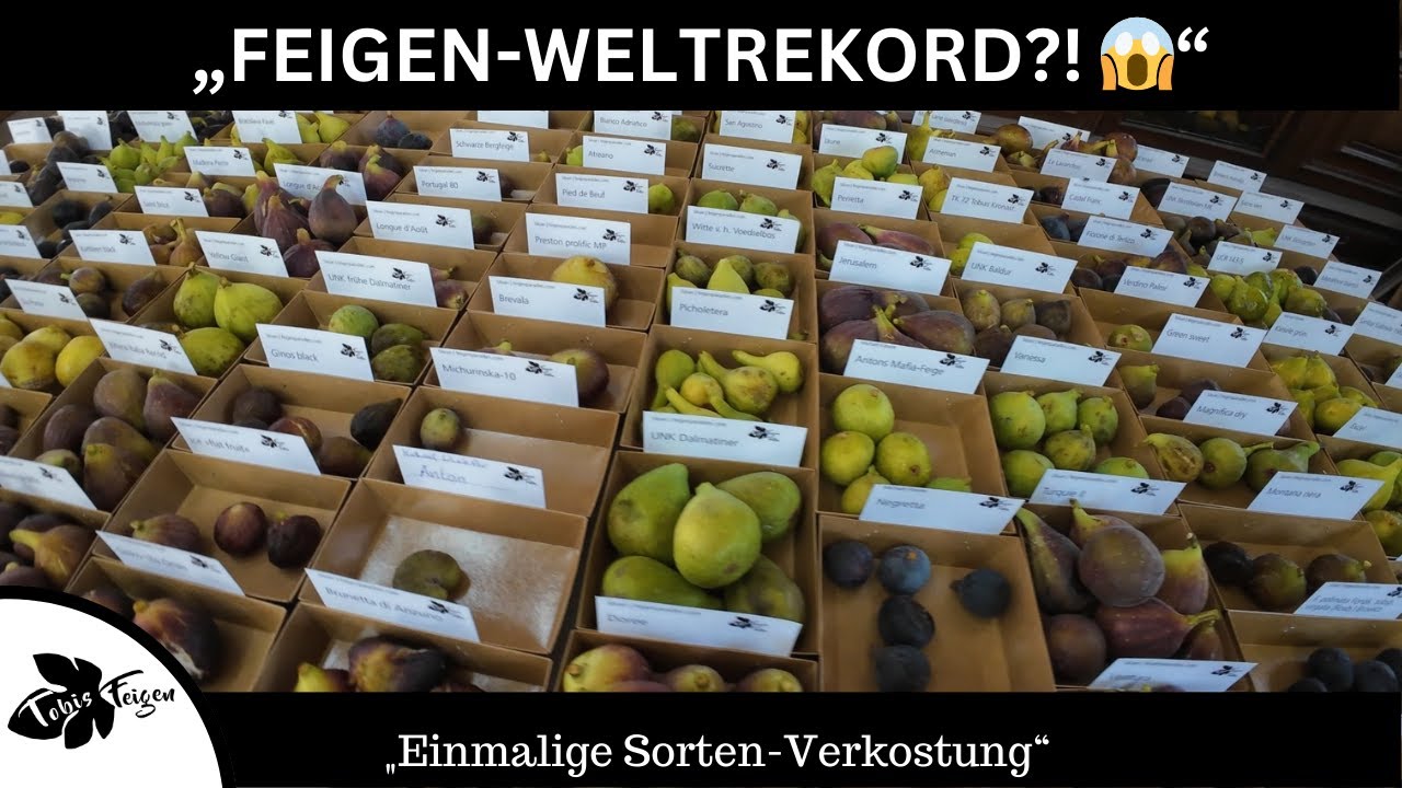 Einmalig: Feigensorten-Verkostung im Odenwald – Feigenfreunde feiern 5 Jahre 🎉