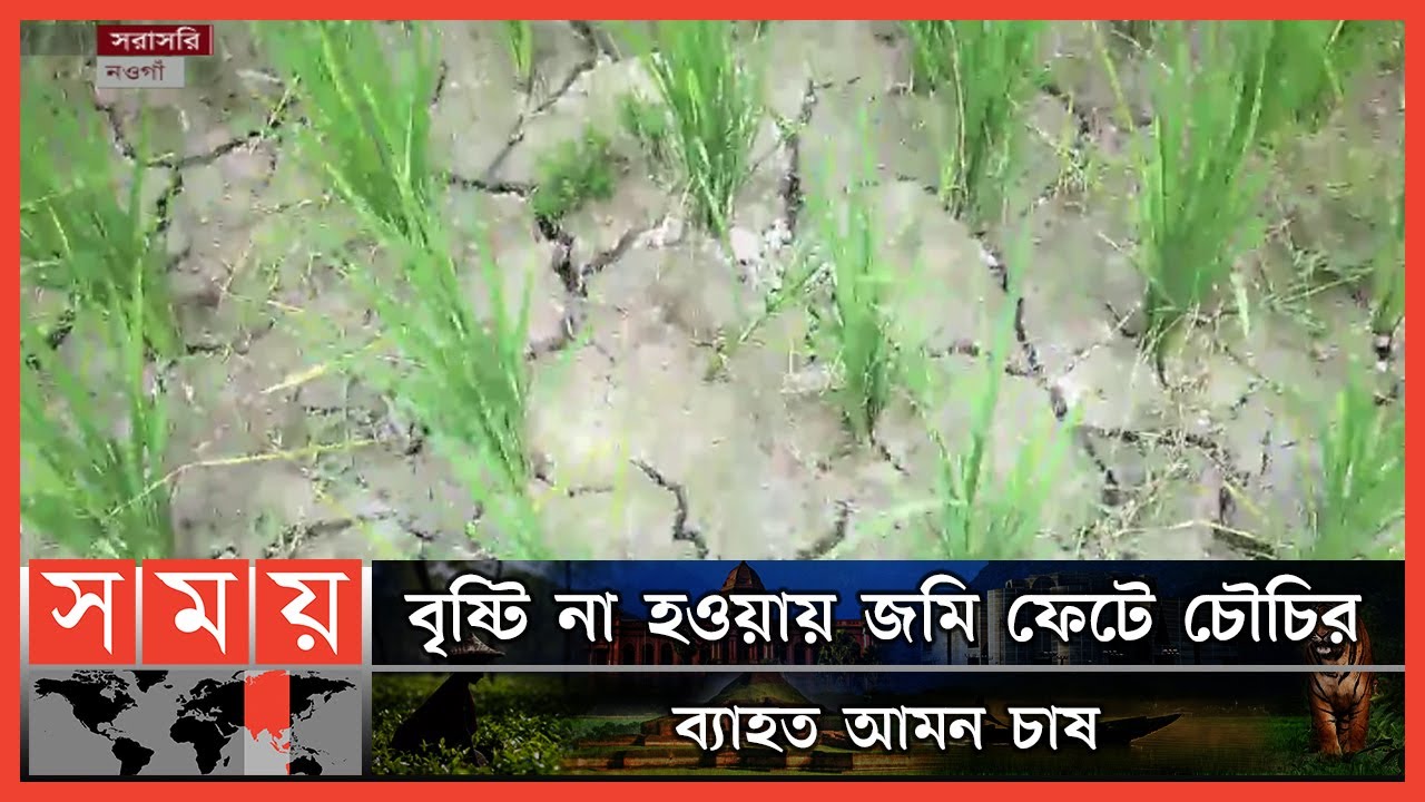 দক্ষিণ-পূর্ব ও মধ্যাঞ্চলে শ্রাবণ ধারা ঝরলেও খরায় পুড়ছে উত্তরাঞ্চল | Naogaon News | Somoy TV