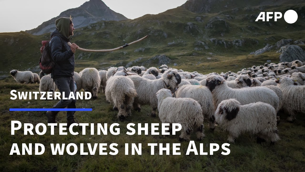Crying wolf to save livestock and their predator in the Swiss Alps | AFP