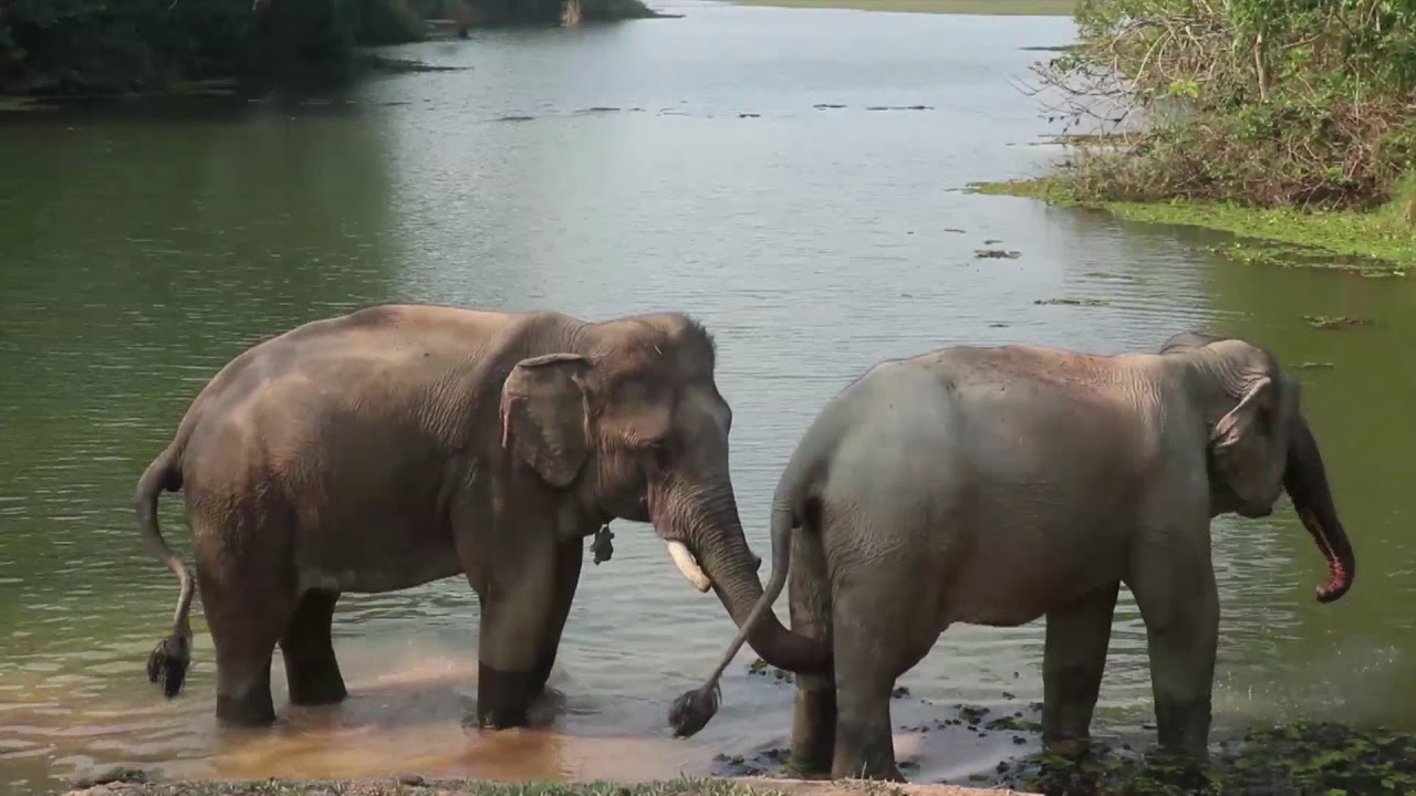 ASIAN ELEPHANT RESCUE FROM A CHINESE CASINO