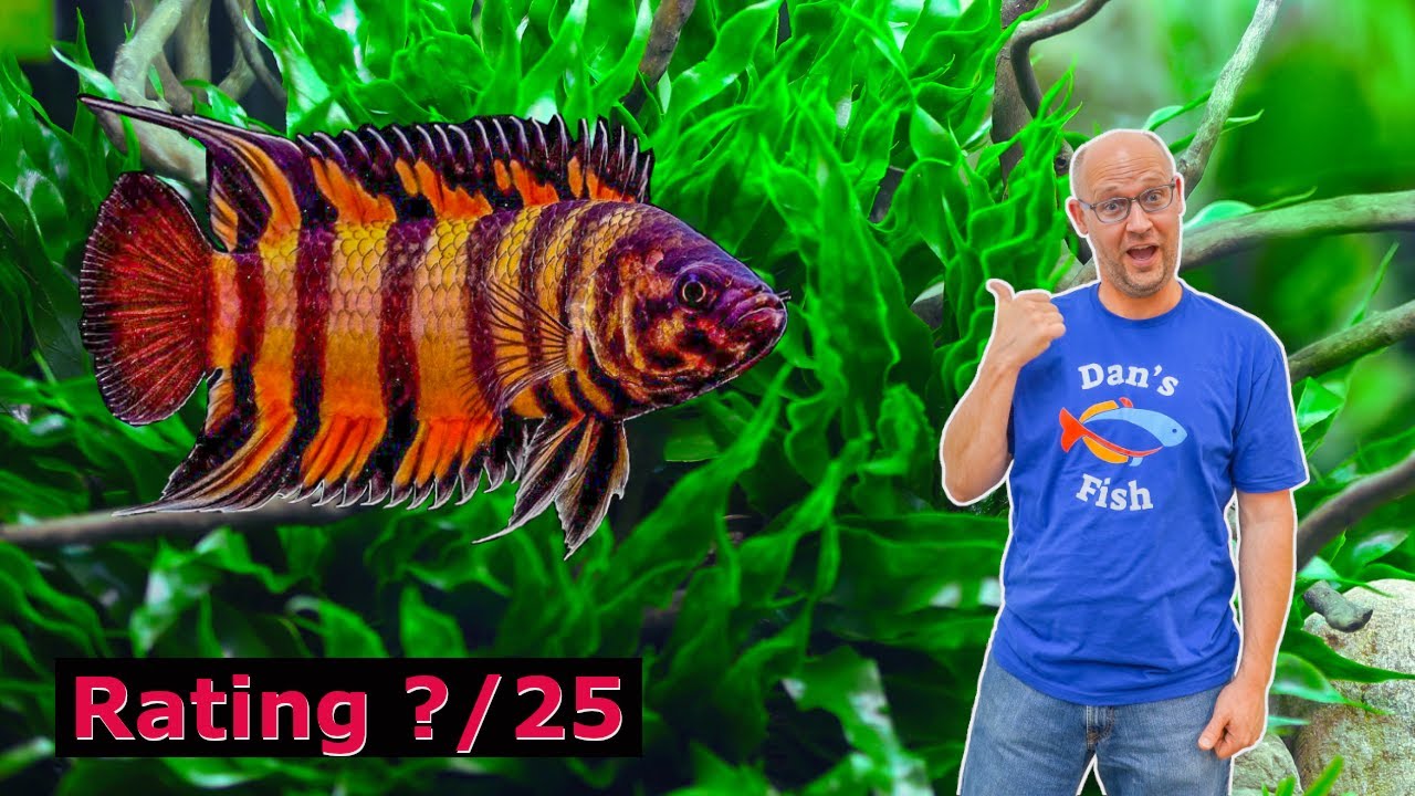 Ornate Ctenopoma have SUPERPOWERS! Right Fish For You?