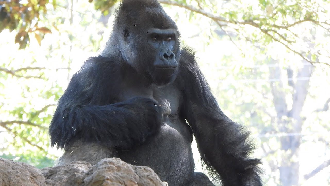 It's Willy B. Appreciation Day, with his gorilla son and grandson!