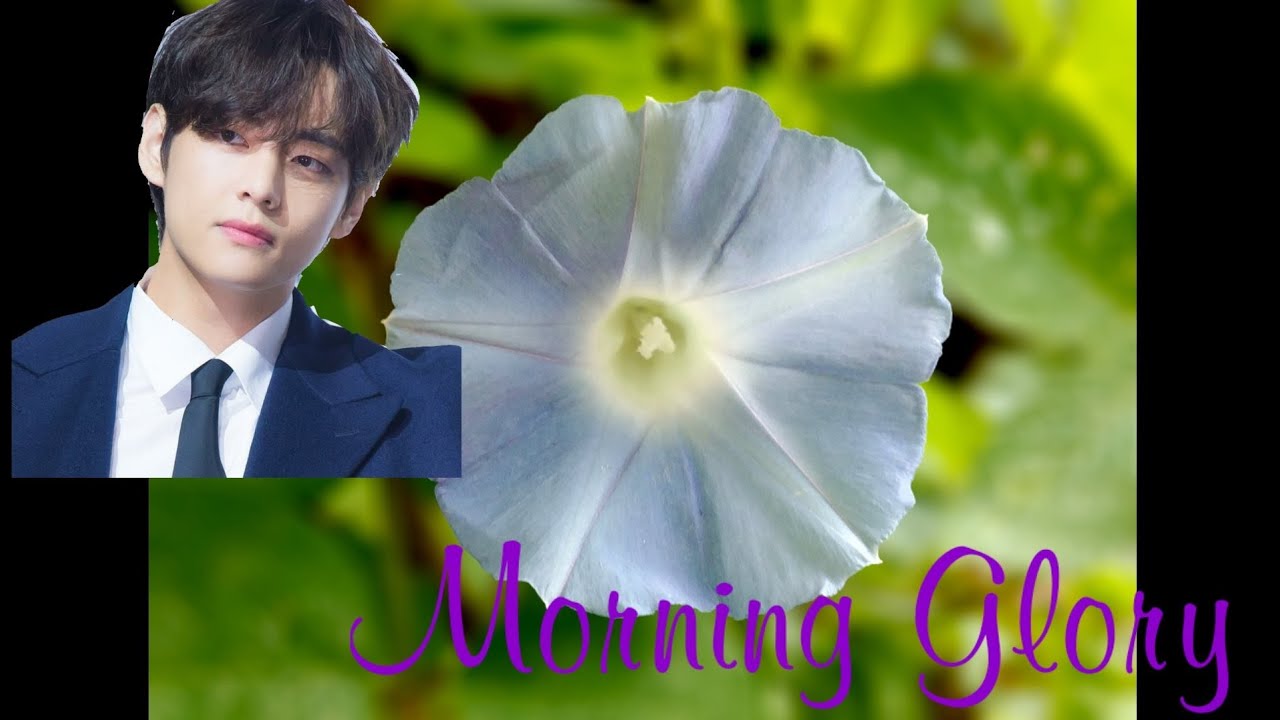 Morning Glory (final) 固い絆……#BTS妄想   #テヒョン妄想 #テテ妄想