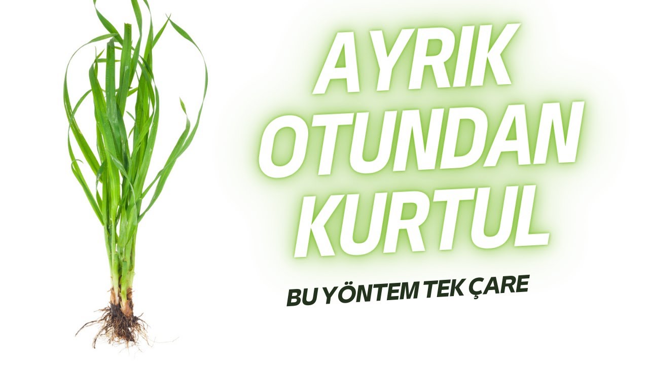 Ayrık Otu ve Kanyaş Otu ile Etkili Mücadele Yöntemleri | Bahçenizi Yabani Otlardan Arındırın!