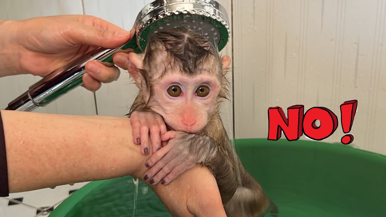 Baby monkey Tina hides from her mother so she doesn't have to take a bath