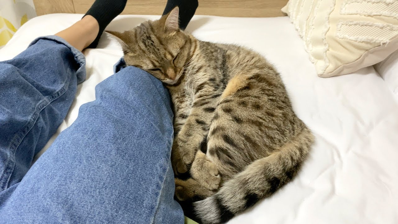 妹の足が大好きでひっついて離れない猫！