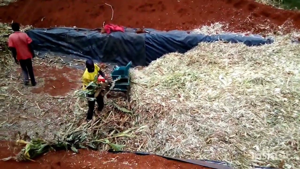 part 2:small scale silage making after digging the pit
