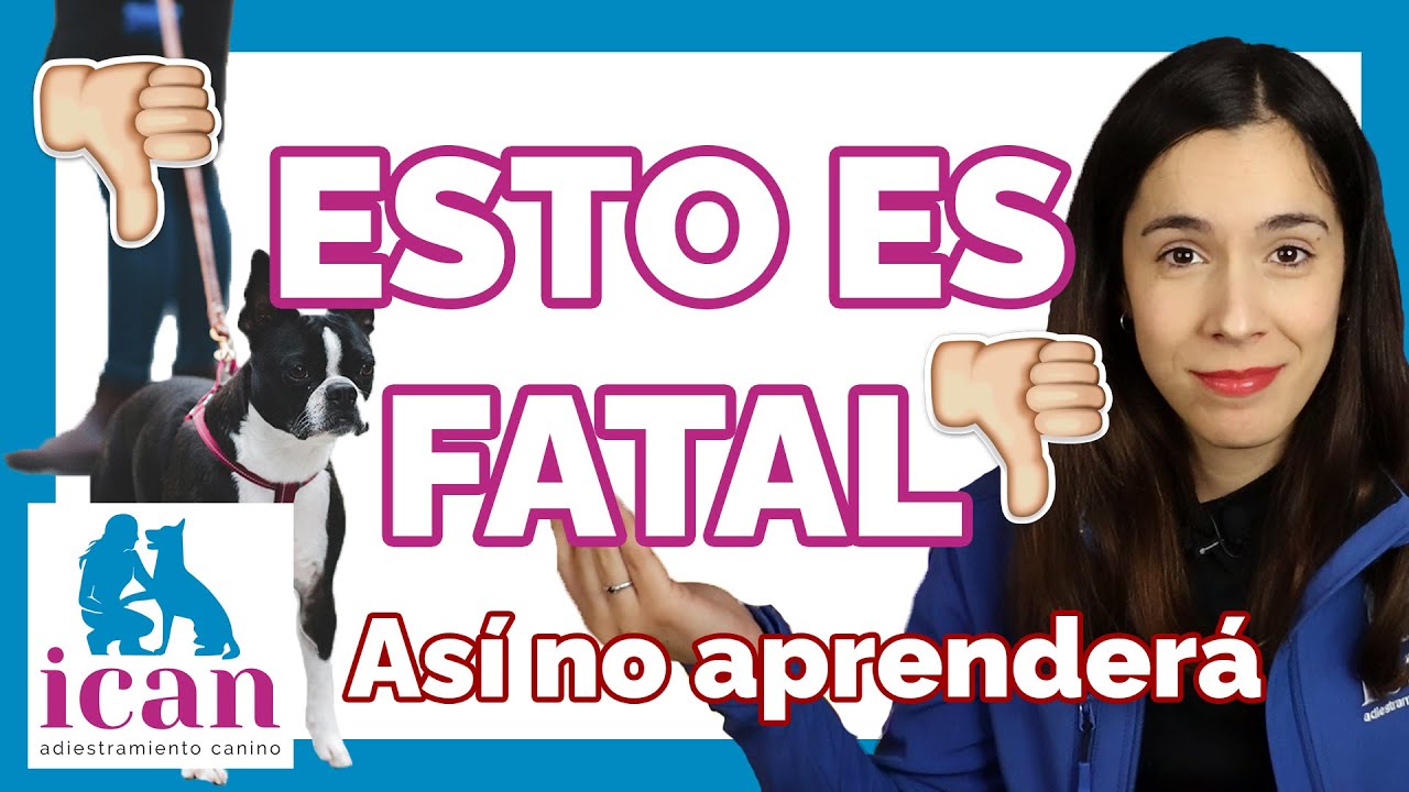 CÓMO ENTRENAR a tu PERRO ¿Por qué no aprende? | Adiestramiento Canino
