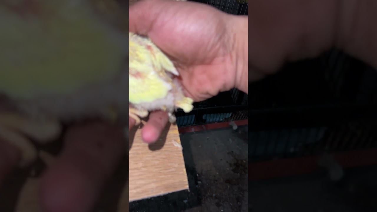 Albino Lovebird Pairing Result
