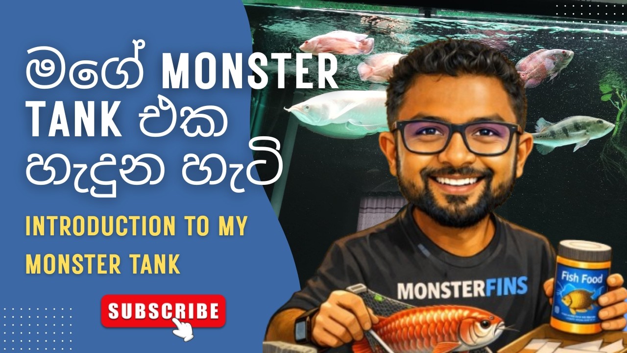 Introduction to my monster tank setup | මගේ monster ටැංකිය හැදුන හැටි 🐠🐡🦈🐟❤️