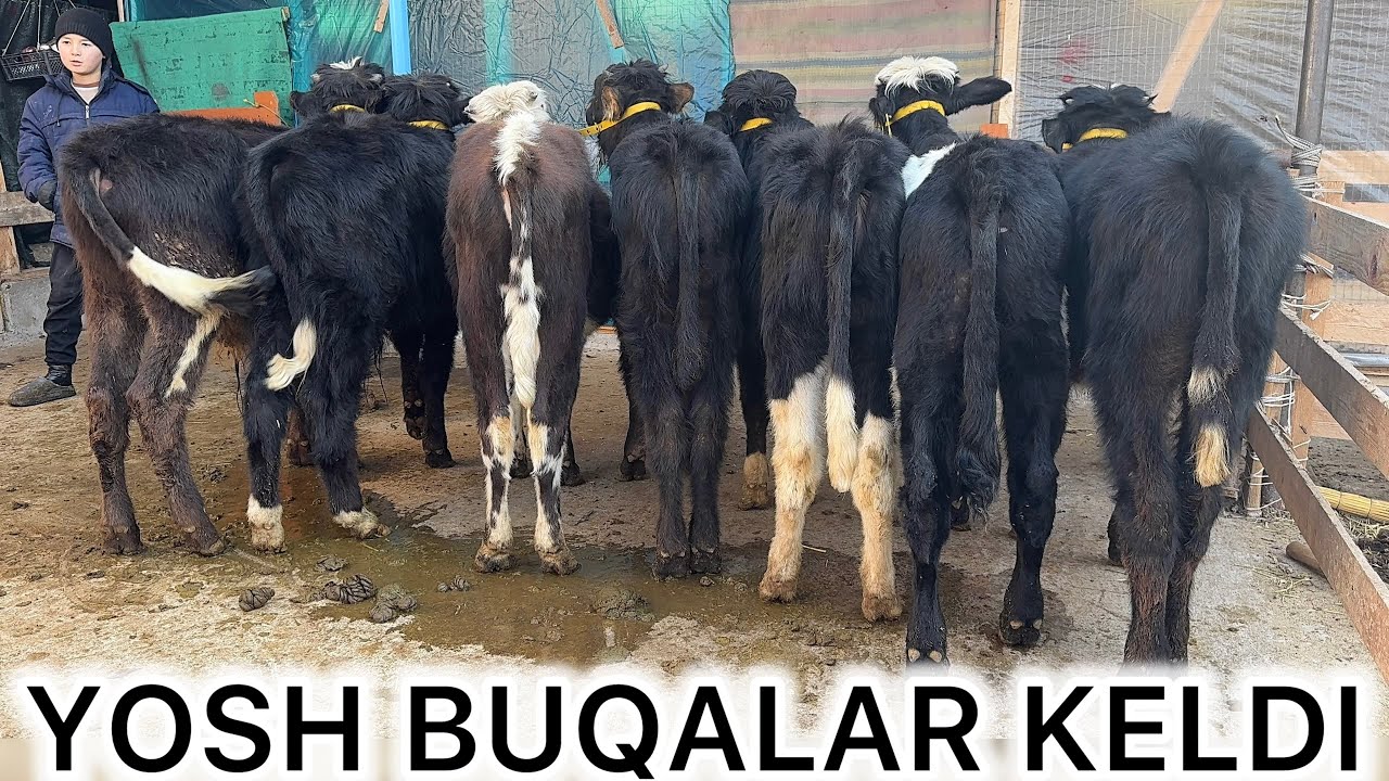 ABDURASHIDGA ARZON BUQALAR KELDI 😱 SHOSHILING — SHOK NARH!