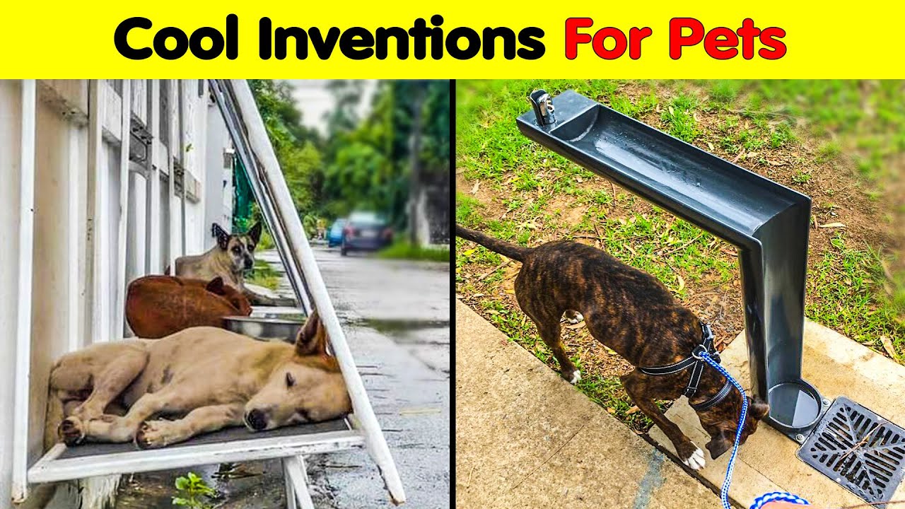 Genius Pet Inventions You Didn’t Know You Needed To Be The Coolest Pet Owner