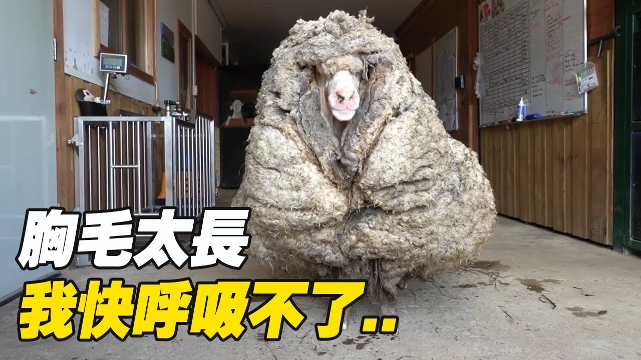 奇葩剃毛比賽！攢了幾年的羊毛一次性剃光太治愈了！