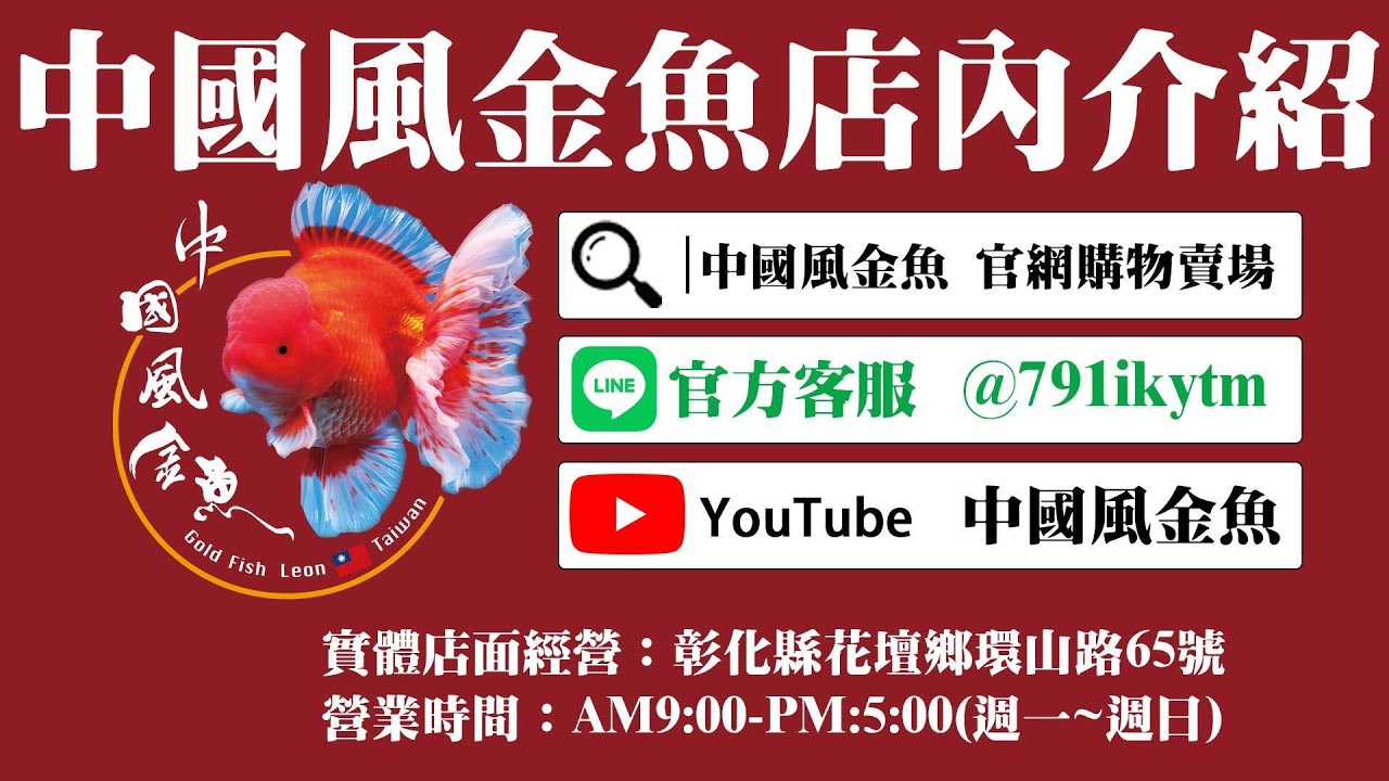 2024中國風金魚店內介紹-熱騰騰來開箱喔