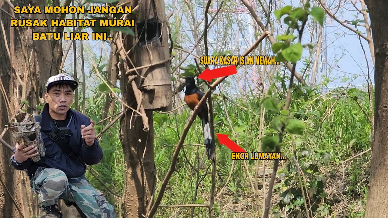 INI ALASAN SAYA MEMBUAT SARANG BURUNG MURAI BATU LIAR DI LOKASI INI