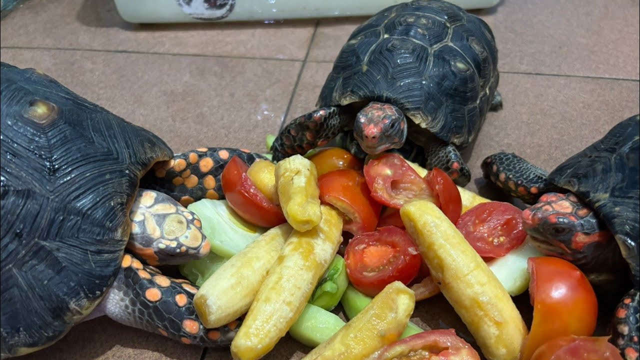 Kura-kura Makan Daun Talas & Jagung Dengan Lahap ☘️🐢 | Proses Alami dan Santai