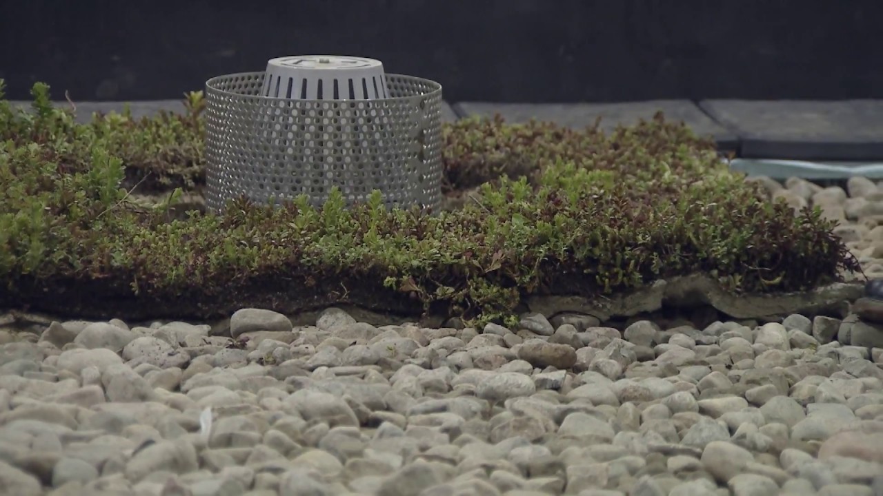 Green Roofing