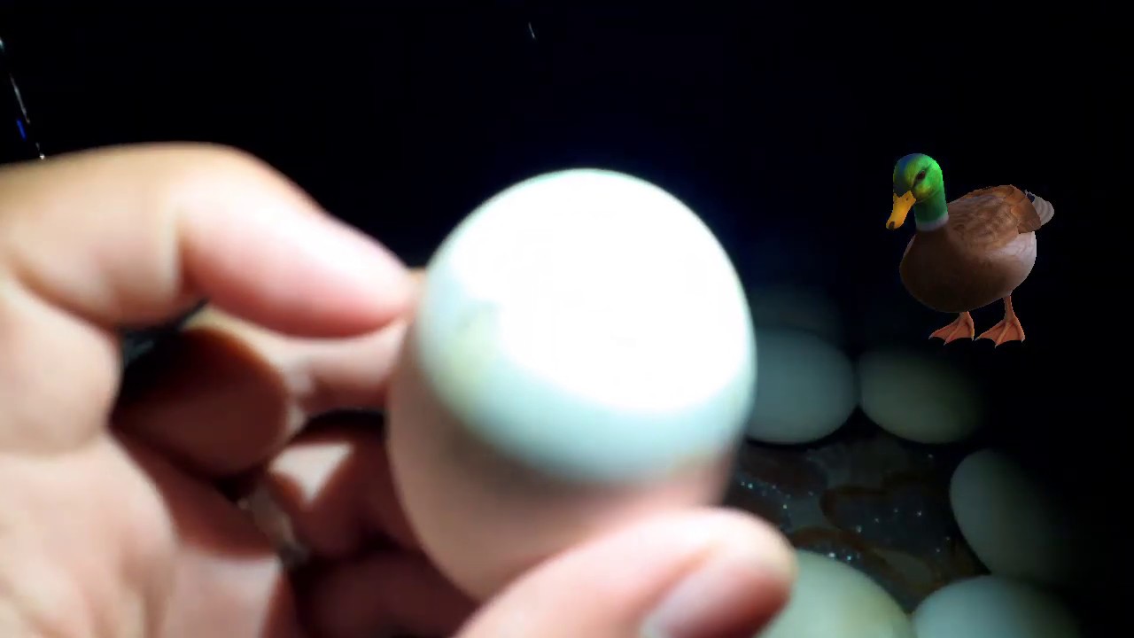 PEKIN DUCK EGG INCUBATION