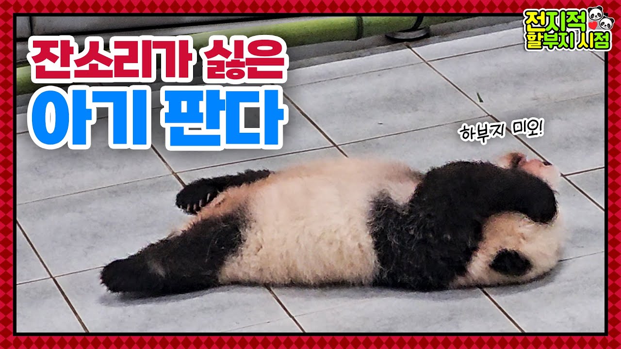 (SUB) Маленькая панда дуется на смотрителя зоопарка🐼│Panda World