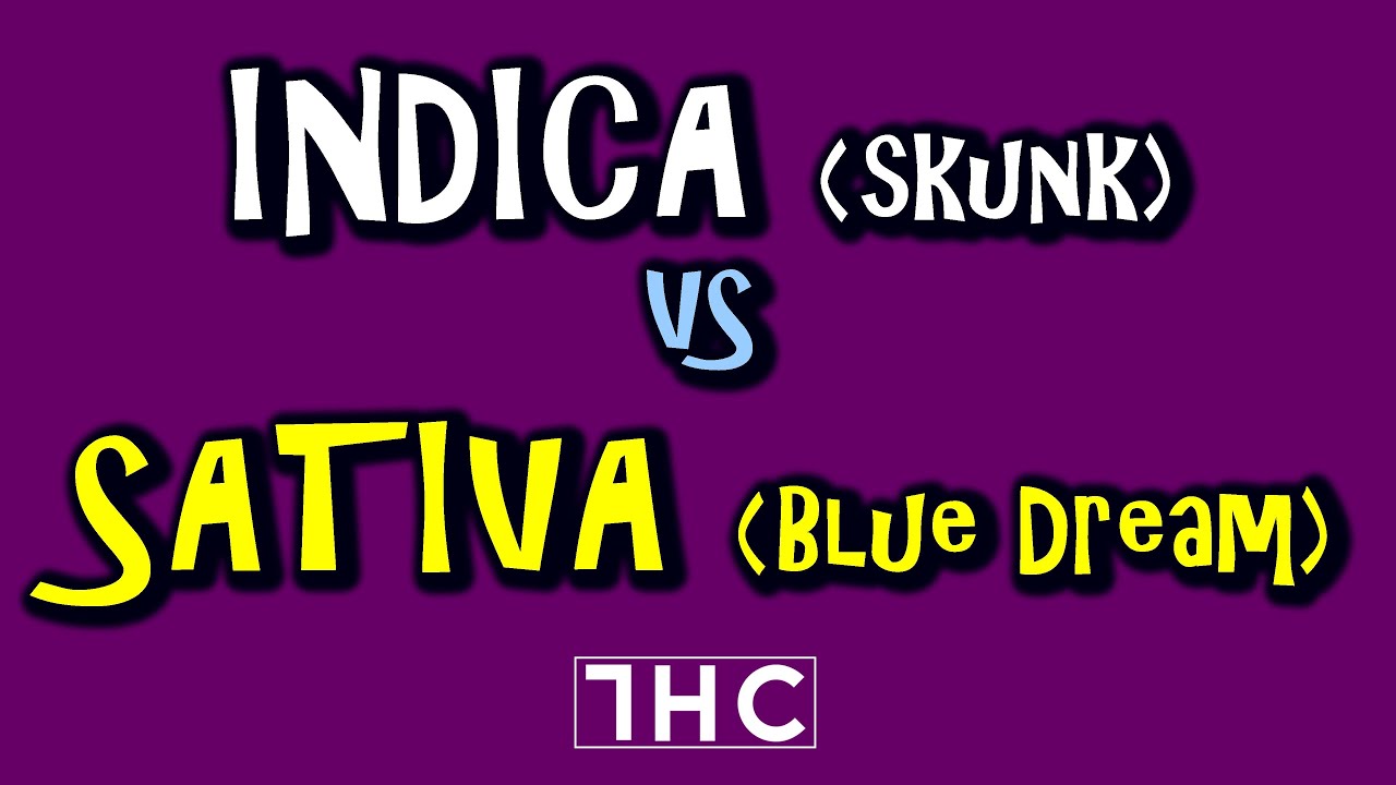 Fumando marihuana Blue Dream vs Skunk rese&ntilde;a, caligrafeando la mota