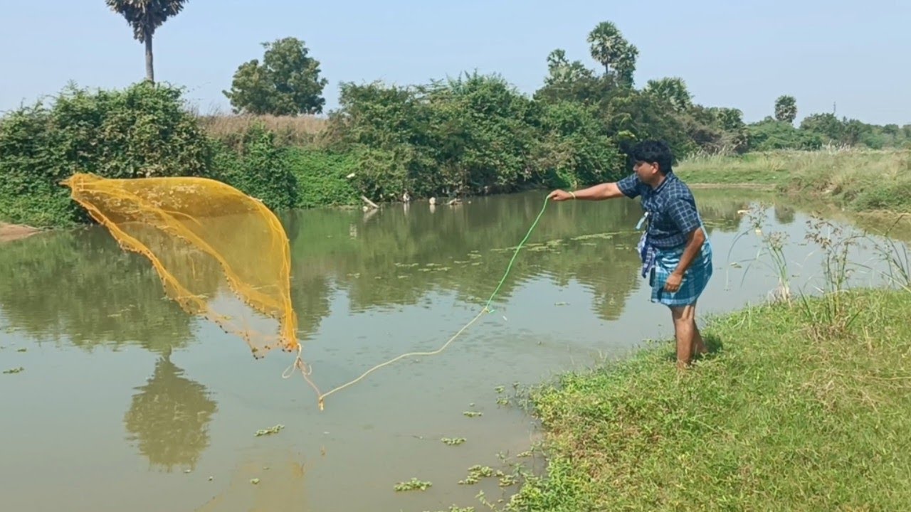 A man catching fishes using net in village pond | net fishing | fishing | episode-9 | #netfishing  